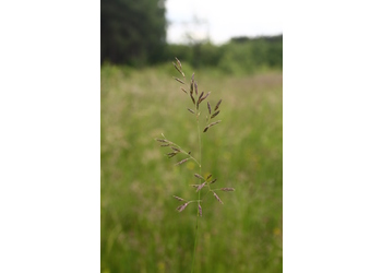 Rot-Schwingel (Festuca rubra) - © Emanuel Trummer